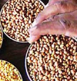Soybean seeds are tested by farmers | सोयाबीनच्या बियाणाची शेतकऱ्यांकडून चाचणी