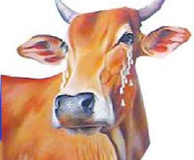 The problem of animal feed is severe | जनावरांच्या चार्याचा प्रश्न बिकट The problem of animal feed is severe | जनावरांच्या चार्याचा प्रश्न बिकट
