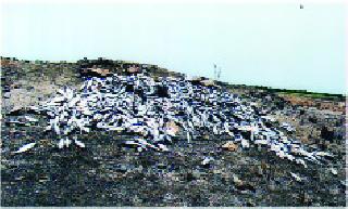 Thousands of fishes die from the pond of the lake | तलाव आटल्याने हजारो माशांचा तडफडून मृत्यू
