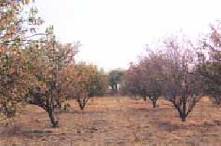 Burning of orchards | फळबागा जळाल्या