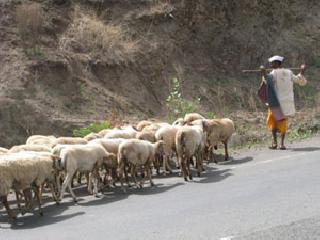 The pilgrimage to the Dhangar community for reservation | आरक्षणासाठी धनगर समाजाची पदयात्र