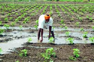 Dust sown soil | धूळ पेरणी मातीमोल