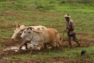 Half of the sowing of 1200 hectares in the district is damaged | जिल्हय़ात 1200 हेक्टरपैकी निम्म्या पेरण्यांचे नुकसान Half of the sowing of 1200 hectares in the district is damaged | जिल्हय़ात 1200 हेक्टरपैकी निम्म्या पेरण्यांचे नुकसान
