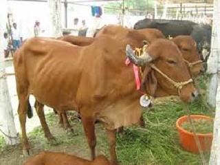 The protection cover of livestock insurance plan | पशुधनाला विमा योजनेचे संरक्षण कवच The protection cover of livestock insurance plan | पशुधनाला विमा योजनेचे संरक्षण कवच