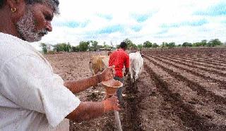 Due to delayed rains, 'Odhi' | लांबलेल्या पावसाने उडीद, मूग पेरणीस ‘खो’ Due to delayed rains, 'Odhi' | लांबलेल्या पावसाने उडीद, मूग पेरणीस ‘खो’