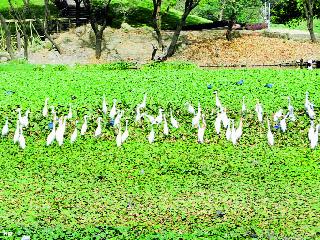 Biodiversity in the Salim Ali lake prevailed | सलीम अली सरोवरातील जैवविविधता अबाधित Biodiversity in the Salim Ali lake prevailed | सलीम अली सरोवरातील जैवविविधता अबाधित
