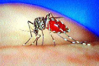 In the city with dengue | शहरात डेंग्यूसदृश साथ In the city with dengue | शहरात डेंग्यूसदृश साथ