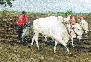 Farmer held fist on Chad | शेतकऱ्याने धरली चाड्यावर मूठ... Farmer held fist on Chad | शेतकऱ्याने धरली चाड्यावर मूठ...