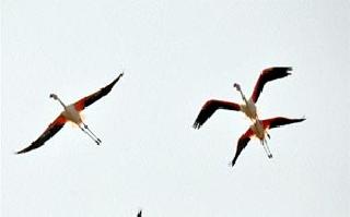 The birds run towards the cities | शहरांच्या दिशेन पक्ष्यांची धाव The birds run towards the cities | शहरांच्या दिशेन पक्ष्यांची धाव
