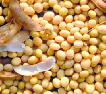 Millions of seeds are sold by traders! | कोट्यवधींचे बियाणे व्यापार्यांकडे पडून ! Millions of seeds are sold by traders! | कोट्यवधींचे बियाणे व्यापार्यांकडे पडून !