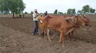 Restraint is over; Longevity of sowing in rural areas | संयम संपला; ग्रामीण भागात पेरणीची लगबग Restraint is over; Longevity of sowing in rural areas | संयम संपला; ग्रामीण भागात पेरणीची लगबग