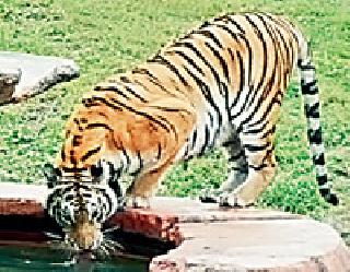 Due to flooding of waterfalls threatens the lives of tigers | पाणवठे आटल्याने वाघांचे जीवन धोक्यात