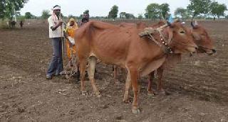 The beginning of the sowing is even in the short spell of rainy season | अल्प पावसातही पेरणीला सुरुवात The beginning of the sowing is even in the short spell of rainy season | अल्प पावसातही पेरणीला सुरुवात