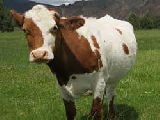 उरणमध्ये गुरे चोरणाऱ्या टोळ्या सक्रिय