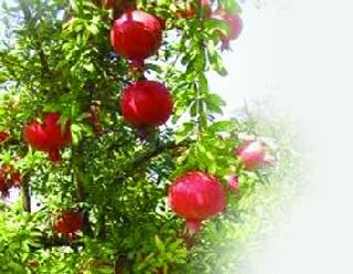 Identify pomegranate gardens with diseases | डाळिंब बागांना तेल्या रोगाचा विळखा