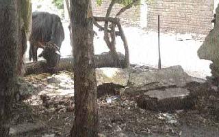 Broken gates and collapsed walls! | तुटलेले गेट अन् ढासळलेल्या भिंती ! Broken gates and collapsed walls! | तुटलेले गेट अन् ढासळलेल्या भिंती !