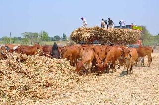 Fodder | सप्टेंबरअखेर पुरेल एवढाच चारा