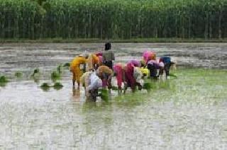 Jawar water to be used for planting | जव्हारमध्ये पाणी उपसून लावणी Jawar water to be used for planting | जव्हारमध्ये पाणी उपसून लावणी
