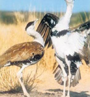Extinct from greener district! | माळढोक जिल्ह्यातून नामशेष! Extinct from greener district! | माळढोक जिल्ह्यातून नामशेष!