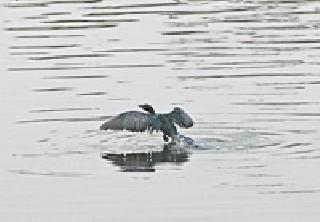Leap Shot: | झेप शिकारीची : Leap Shot: | झेप शिकारीची :