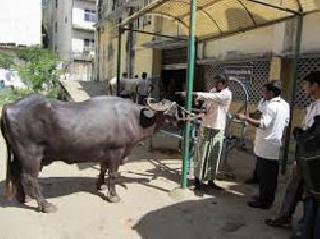 Delirium in front of veterinary dispensary | पशुवैद्यकीय दवाखान्यासमोर दुर्गंधी