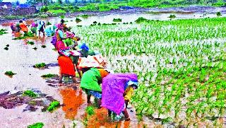 The laborers working in the yard of Igatpuri due to the heavy rains that occurred in the last two days. | इगतपुरी तालुक्यात गेल्या दोन दिवसांपासून कोसळणाऱ्या मुसळधार पावसामुळे भाताची आवणी करताना मजूर महिला. The laborers working in the yard of Igatpuri due to the heavy rains that occurred in the last two days. | इगतपुरी तालुक्यात गेल्या दोन दिवसांपासून कोसळणाऱ्या मुसळधार पावसामुळे भाताची आवणी करताना मजूर महिला.