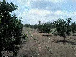 Flowering garden on tanker water | टँकरच्या पाण्यावर फुलविली बाग