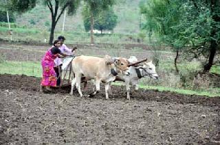 Sowing will be done on 3.5 lakh hectare | साडेतीन लाख हेक्टरवर होणार पेरणी