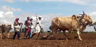 Sowing starts in Mangarilpar taluka | मंगरूळपीर तालुक्यात पेरणी सुरू