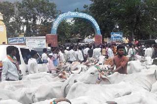 Farmers leave the villages in the tehsil | शेतकर्यांनी सोडली तहसीलमध्ये जनावरे Farmers leave the villages in the tehsil | शेतकर्यांनी सोडली तहसीलमध्ये जनावरे