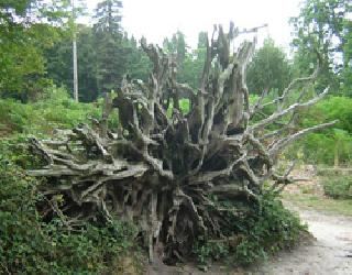 The 200-year-old Vada tree collapsed | २०० वर्षांचे वडाचे झाड कोसळले