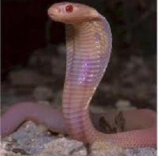 During the day, seven patients of snake, witchcraft | दिवसभरात सर्प, विंचूदंशाचे ७ रुग्ण During the day, seven patients of snake, witchcraft | दिवसभरात सर्प, विंचूदंशाचे ७ रुग्ण