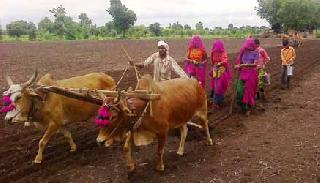 वाशिम जिल्ह्यात दीड लाख हेक्टरवर पेरणी