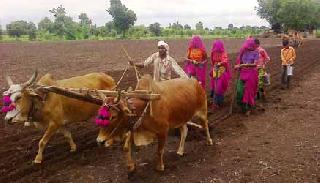 Increasing the percentage of sowing | पेरण्यांचा टक्का वाढेना