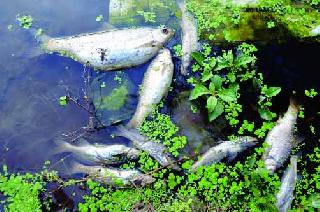 Thousands of fish died in Asana river bed | आसना नदीपात्रात हजारो मासे मृत्युमुखी
