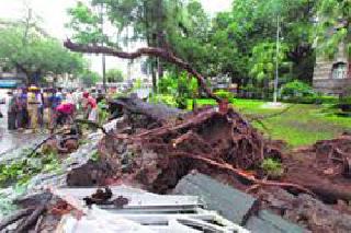 Tree collapsed in Jawar | जव्हारमध्ये वृक्ष कोसळला