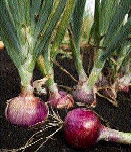 Onion seed is a record high | कांदा बियाणाला विक्रमी भाव Onion seed is a record high | कांदा बियाणाला विक्रमी भाव