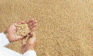 Many landless families deprived of cheap grains | स्वस्त धान्यापासून अनेक भूमिहीन कुटुंबे वंचित Many landless families deprived of cheap grains | स्वस्त धान्यापासून अनेक भूमिहीन कुटुंबे वंचित