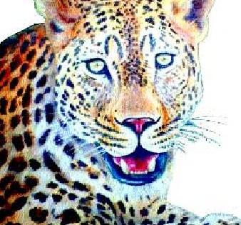 Leopard attack; Two injured | बिबट्याचा हल्ला; दोन जखमी