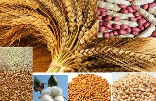 The central government should increase the basic price of the land | केंद्र सरकारने शेतमालाची आधारभूत किंमत वाढवावी The central government should increase the basic price of the land | केंद्र सरकारने शेतमालाची आधारभूत किंमत वाढवावी