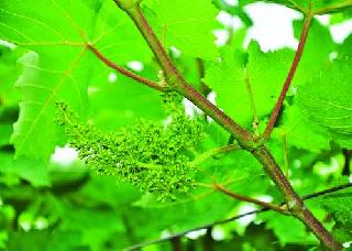 Early grape vine in the 'Kasams' area | ‘कसमादे’ परिसरात अर्ली द्राक्षांना बहर Early grape vine in the 'Kasams' area | ‘कसमादे’ परिसरात अर्ली द्राक्षांना बहर