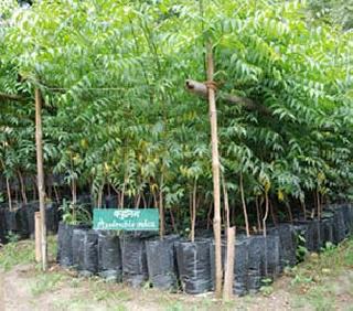 Now the free distribution of the seedlings from nurseries! | रोपवाटिकांमधून आता रोपांचे मोफत वाटप! Now the free distribution of the seedlings from nurseries! | रोपवाटिकांमधून आता रोपांचे मोफत वाटप!