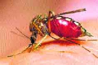 Dengue Report; Private doctor | डेंग्यूचा अहवाल; खासगी डॉक्टरांची गोची Dengue Report; Private doctor | डेंग्यूचा अहवाल; खासगी डॉक्टरांची गोची