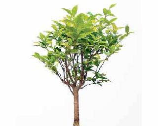 Plantation name | वृक्षारोपण नावालाच..