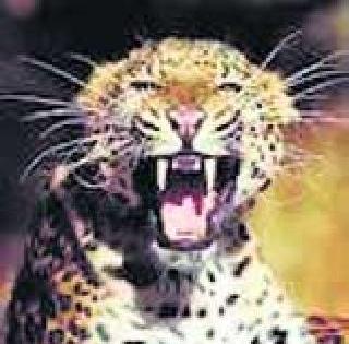 Indyaragaragara again leopard? | इंदिरानगरात पुन्हा बिबट्या? Indyaragaragara again leopard? | इंदिरानगरात पुन्हा बिबट्या?