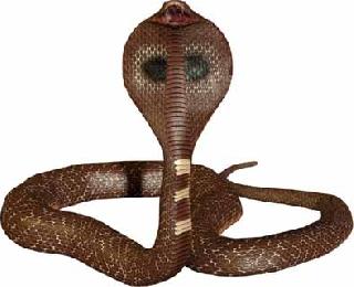 In the district of Machhi, the snakebite article is up! | वाशिम जिल्ह्यात सर्पदंशाचा आलेख चढताच! In the district of Machhi, the snakebite article is up! | वाशिम जिल्ह्यात सर्पदंशाचा आलेख चढताच!