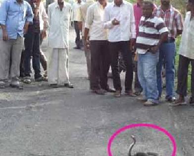 Traffic disrupted due to the snake, the ring of the munus | नाग, मुंगसाच्या झुंजीमुळे वाहतूक विस्कळीत