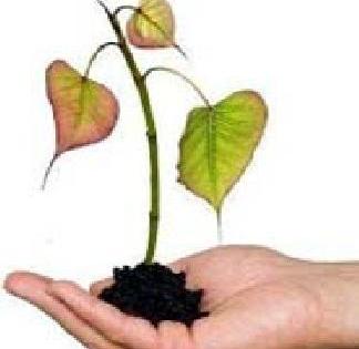 Yelendrie Tree | येलदरीत वृक्षलागवड