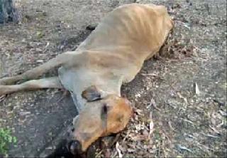 Akola District has increased the number of deaths of cattle | अकोला जिल्ह्यात गुरांच्या मृत्यूचे प्रमाण वाढले