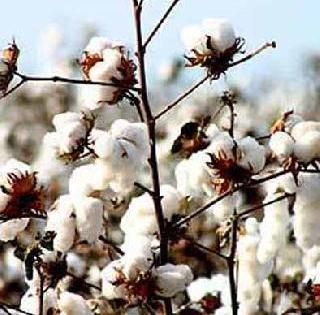 Cauliflower develops two juvenile pest resistant varieties! | कपाशीचे दोन रसशोषक कीड प्रतिबंधक वाण विकसित!